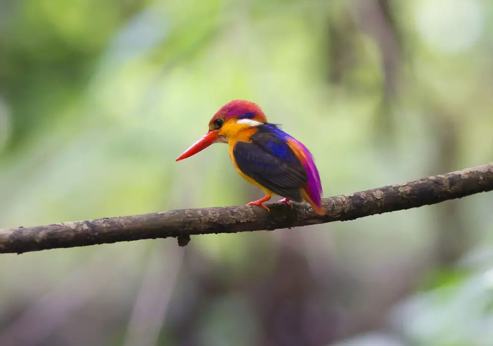 My brother waited out 4 hours in a swampy rainforest to capture a shot of this rare kingfisher. Told him it was worth it. by goobimama