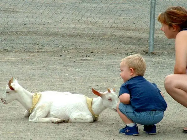 6. This goat that somehow has two heads...