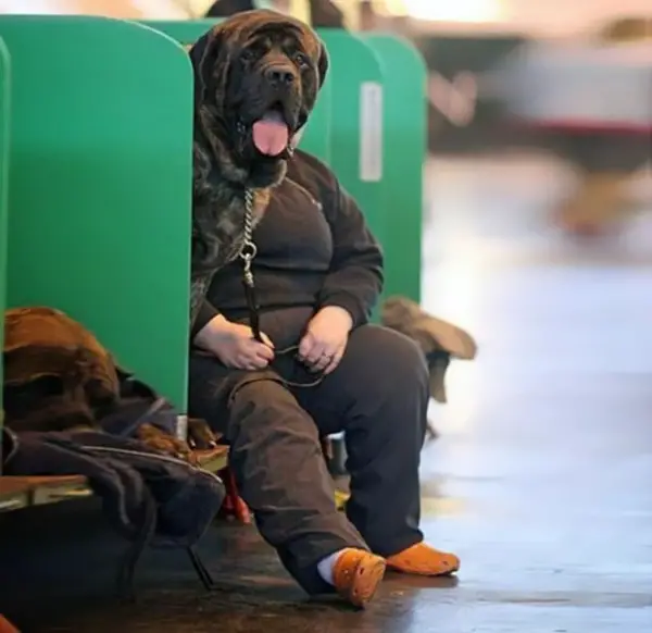 16. This dog just hanging out in a pair of sweats...