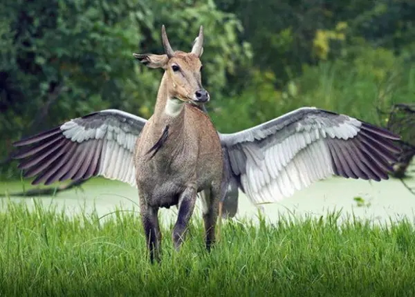 12. This amazing winged animal...