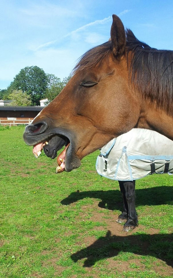 8. This horse that appears to have a horse for a tongue...
