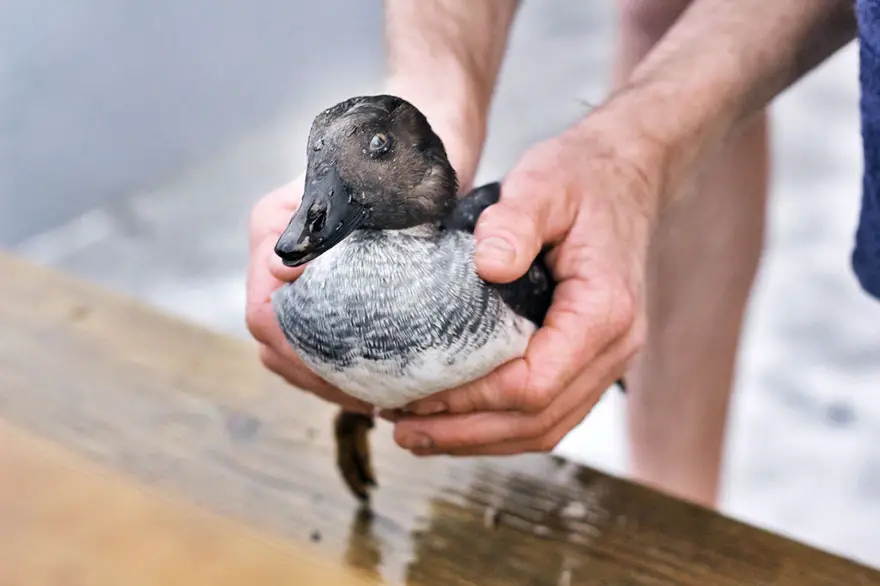 duck-rescue-frozen-lake-norway-8