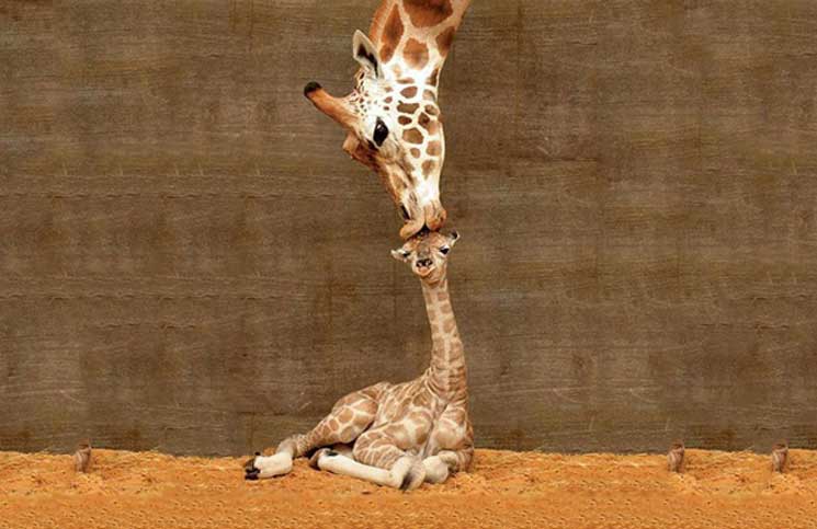 22+ Adorable Animal Family Portraits Of The Cutest Parenting Moments