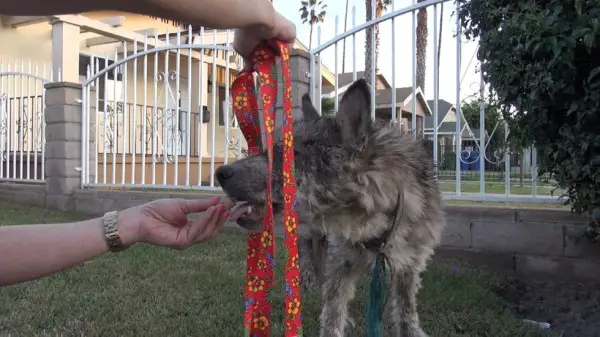 Suspected Wolf Hybrid Saved From A Terrible Life On The Street Suspected Wolf Hybrid Saved From A Terrible Life On The Street