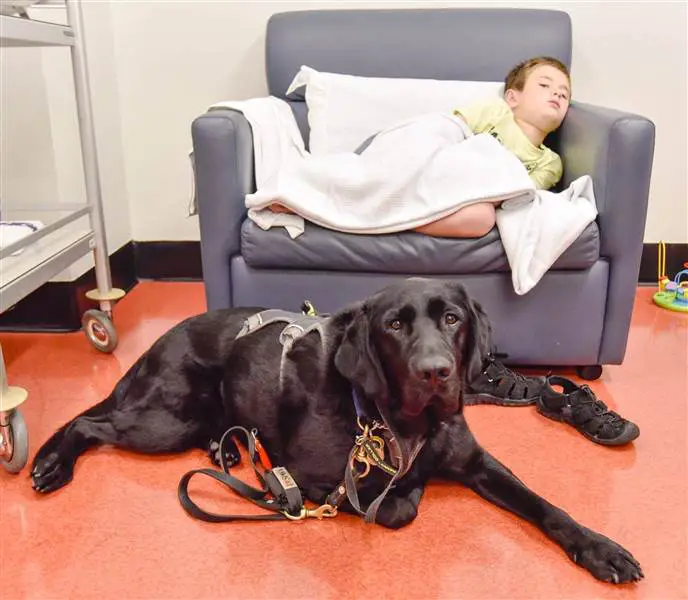therapy-dog-today-inline-2-160224_d11efeabf4b48cdf0fd78b20d0358b4e.today-inline-large