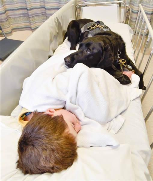 therapy-dog-today-inline-5-160224_d11efeabf4b48cdf0fd78b20d0358b4e.today-inline-large