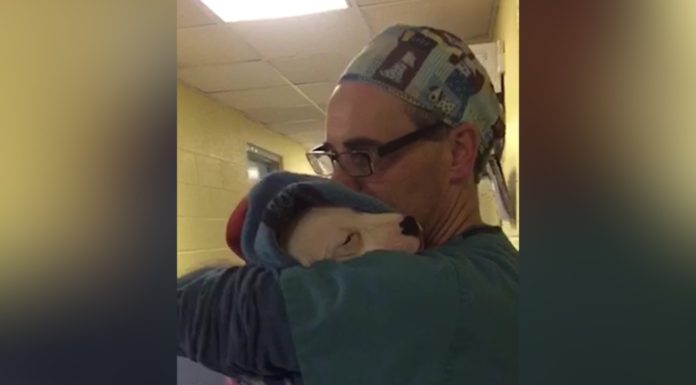 Vet Shows True Compassion When He Rocks Puppy Like A Baby To Calm Her After Surgery