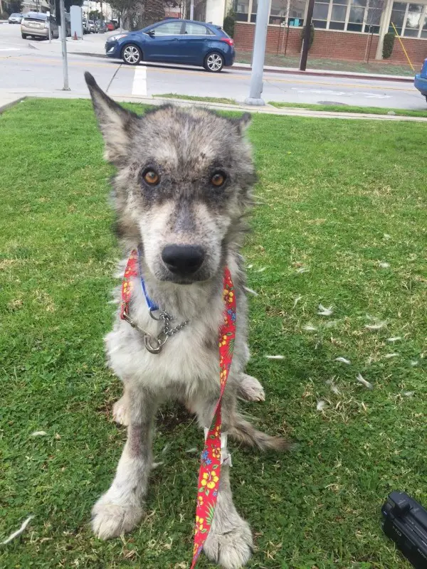 Suspected Wolf Hybrid Saved From A Terrible Life On The Street