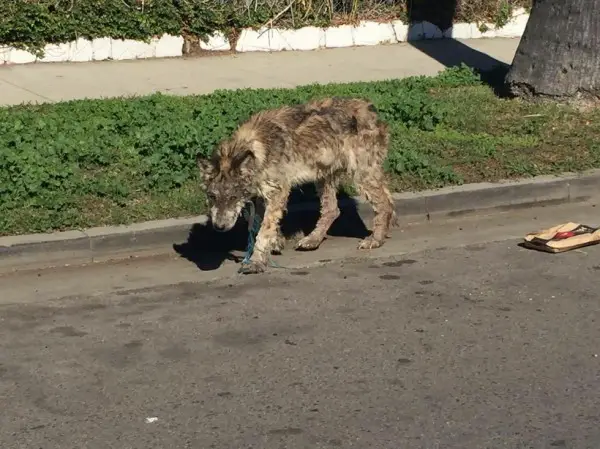 Suspected Wolf Hybrid Saved From A Terrible Life On The Street Suspected Wolf Hybrid Saved From A Terrible Life On The Street