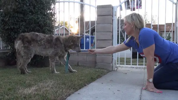 Suspected Wolf Hybrid Saved From A Terrible Life On The Street Suspected Wolf Hybrid Saved From A Terrible Life On The Street