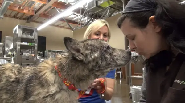 Suspected Wolf Hybrid Saved From A Terrible Life On The Street Suspected Wolf Hybrid Saved From A Terrible Life On The Street