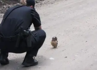 Police officer has adorable conversation with a tiny baby owl
