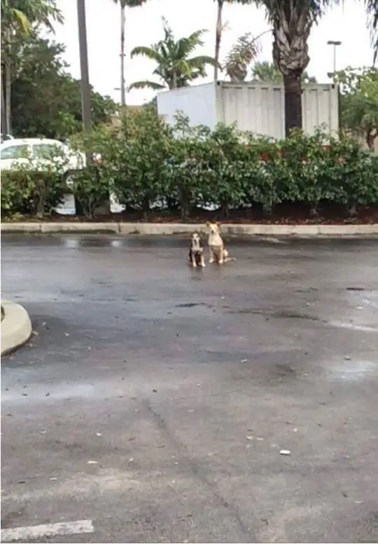 Dogs