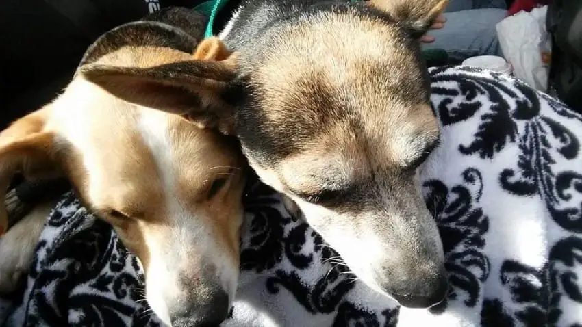 Facebook/ 100+ Abandoned dogs of Everglades Florida