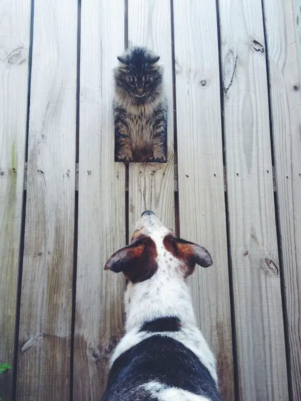 fence4