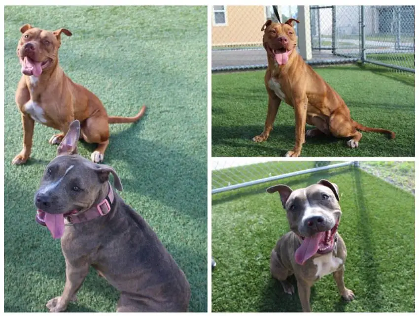 Facebook / Orange County Animal Services