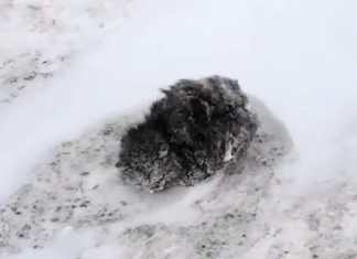 Frozen Snow Covered Kitten Stops a Man in His Car, But Then Goes On To Make A Full Recovery