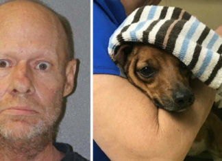 Crazy Guy Launches Firework At Dog, Vet Doesn’t Know If He Can Save His Paw…