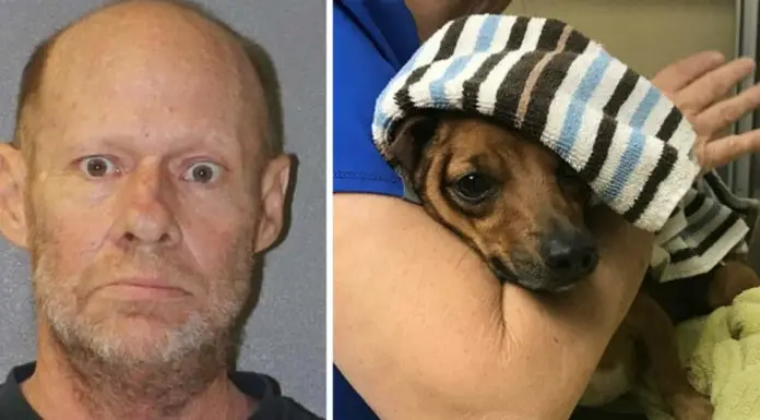 Crazy Guy Launches Firework At Dog, Vet Doesn’t Know If He Can Save His Paw…