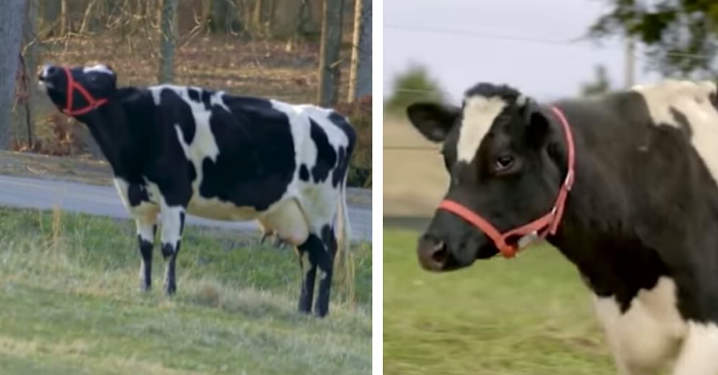Dairy Cow Crying Even After Rescued, Rescuers Learn Why...