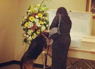 Beautiful Moment for Depressed Dog Who Actually Found Closure Saying a Final Goodbye at the Funeral