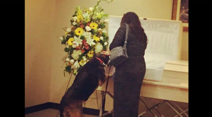 Beautiful Moment for Depressed Dog Who Actually Found Closure Saying a Final Goodbye at the Funeral