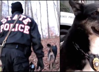 Cop gives ‘unadoptable’ dog second chance – 4 years later, she leads him to the woods for a stunning discovery