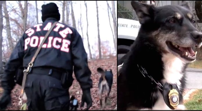Cop gives ‘unadoptable’ dog second chance – 4 years later, she leads him to the woods for a stunning discovery