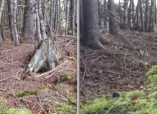 Man Walking In The Woods Captures Forest Floor “Breathing” In Incredible Footage