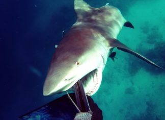 Diver impales a bull shark with a spear gun as it charges to attack him