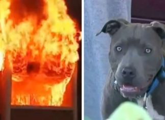 Family house burns to ground with baby inside when mom sees pit bull dragging baby out by her diaper