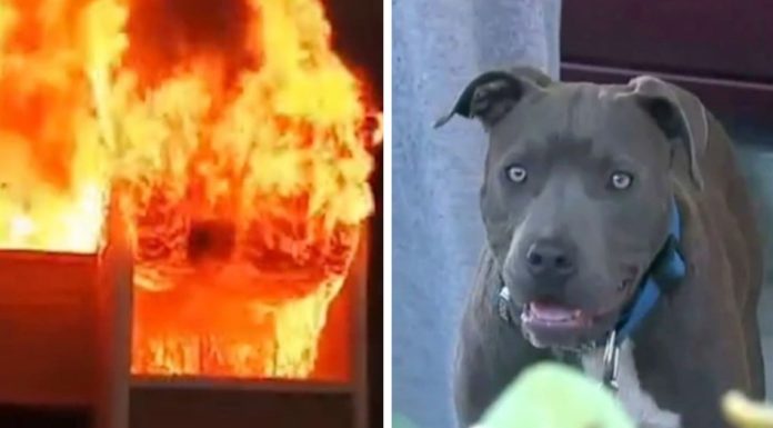 Family house burns to ground with baby inside when mom sees pit bull dragging baby out by her diaper