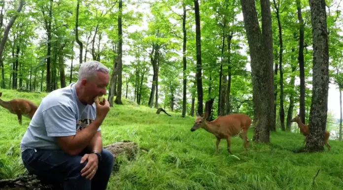 Man enjoys the South Ontario nature and bites into an apple in the woods, not expecting mother deer to bring her fawn over for a bite