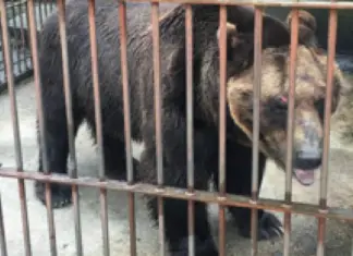 Bear Locked In Tiny Cage For 17 Years Feels the Taste of Freedom for the First Time in His Life