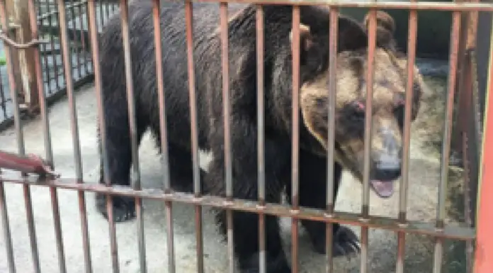 Bear Locked In Tiny Cage For 17 Years Feels the Taste of Freedom for the First Time in His Life
