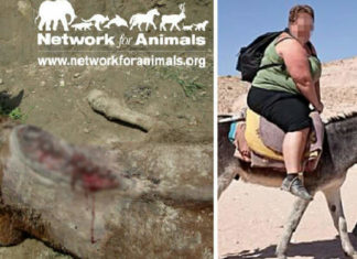 Bloody, Crippled Donkeys Suffer In Agonising Pain Due To Tourist Rides