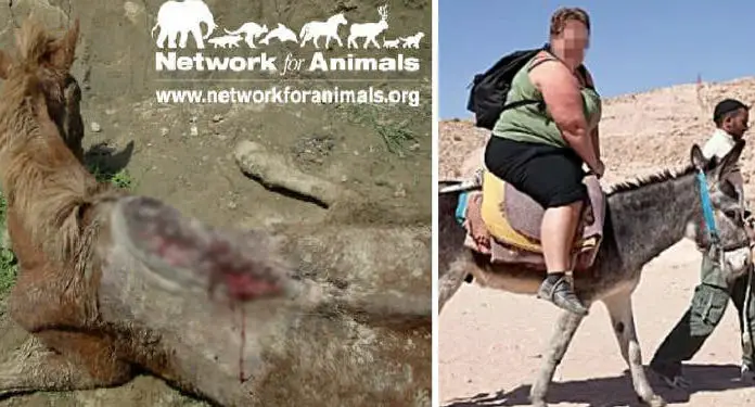 Bloody, Crippled Donkeys Suffer In Agonising Pain Due To Tourist Rides