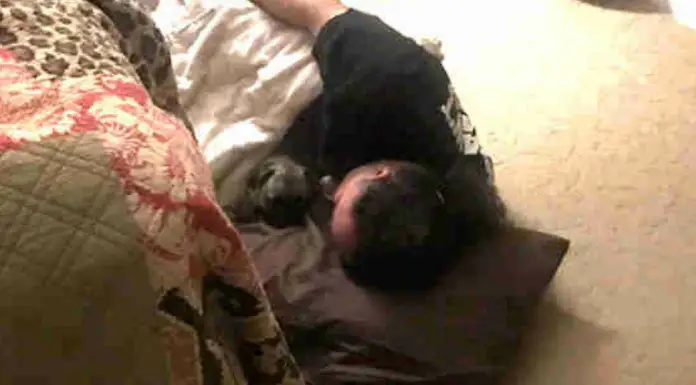 Wife Says No to Dog Sleeping in Their Bed – Husband’s Reaction Has Everyone’s Hearts Melt Away