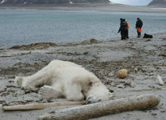 Polar bear shot down by members of a ship crew who claim were being attacked – People are furious at the killers