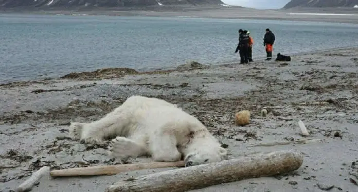 Polar bear shot down by members of a ship crew who claim were being attacked – People are furious at the killers