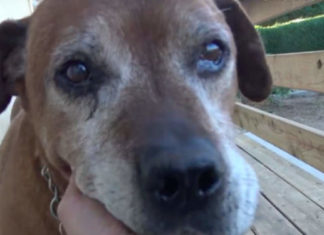 Senior Dog Left Behind On The Streets After His Family Went Without Him