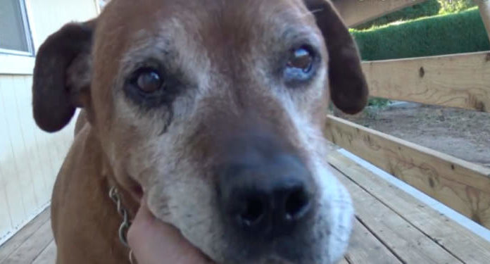 Senior Dog Left Behind On The Streets After His Family Went Without Him