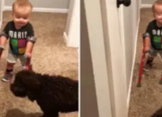 Proud Little Boy Shows Off His New Crutches To Family Dog – It’s The Sweetest Thing You’ll See Today