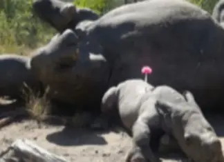 Baby rhino won’t let her mom’s dead body