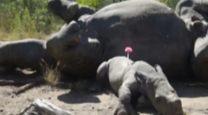 Baby rhino won’t let her mom’s dead body