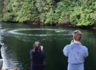 Guests at Canada’s ‘Great Bear Lodge’ Got to Witness Mesmerizing Creatures Getting Out of Water While Having Their Breakfast