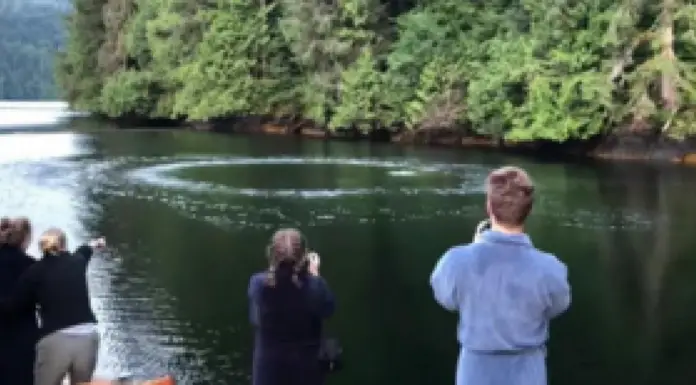 Guests at Canada’s ‘Great Bear Lodge’ Got to Witness Mesmerizing Creatures Getting Out of Water While Having Their Breakfast