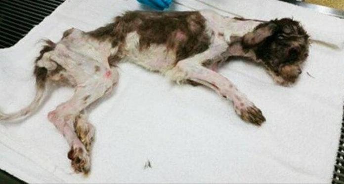 4 Pound Dog Is Soaked In Her Own Urine Then Rescued By Shelter