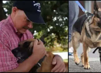 Heroic Navy Seal Rescues Retired “Unadoptable” Military Dogs
