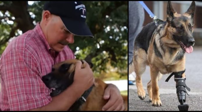 Heroic Navy Seal Rescues Retired “Unadoptable” Military Dogs